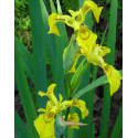 Iris pseudacorus Yellow iris