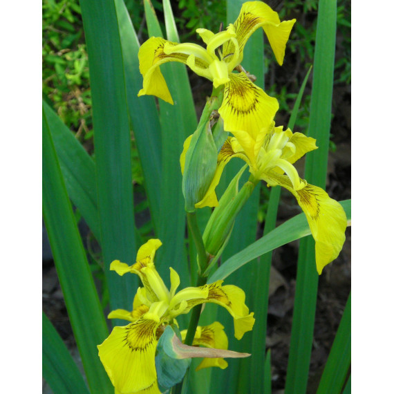 Iris pseudacorus Yellow iris