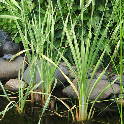 Typha latifolia Variegata