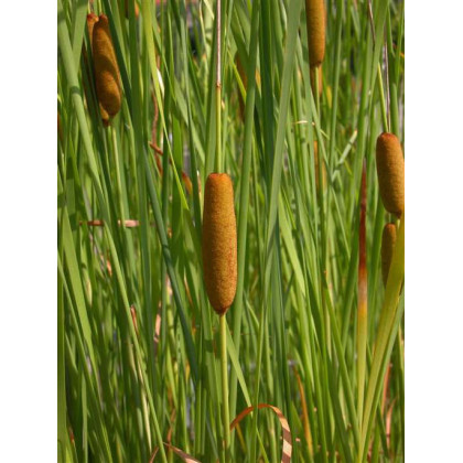 Typha laxmannii 