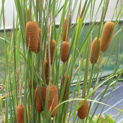 Typha gracilis