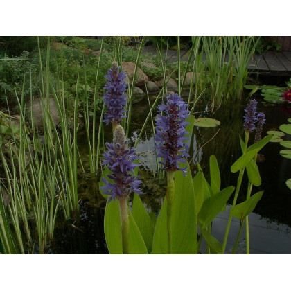 Pontederia cordata blue