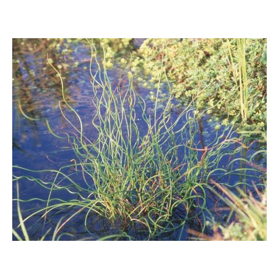 Juncus effusus spiralis