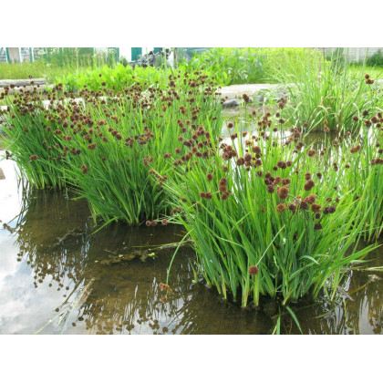 Juncus ensifolius 