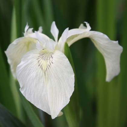 Iris pseudacorus 'Creme de la Creme'