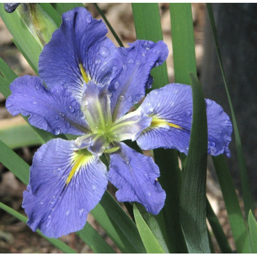Iris louisiana 'Blue