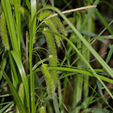 Turzyca nibyciborowata Carex pseudocyperus