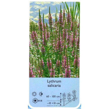 Lythrum salicaria