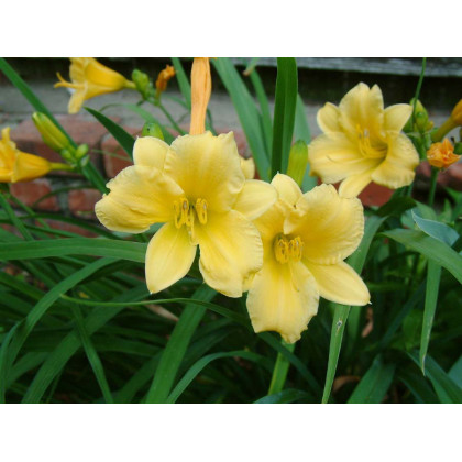 Hemerocallis Stella d'Oro