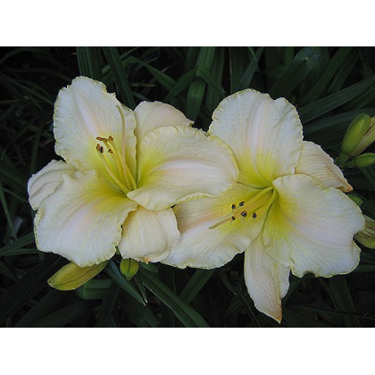 Hemerocallis Arctic Snow