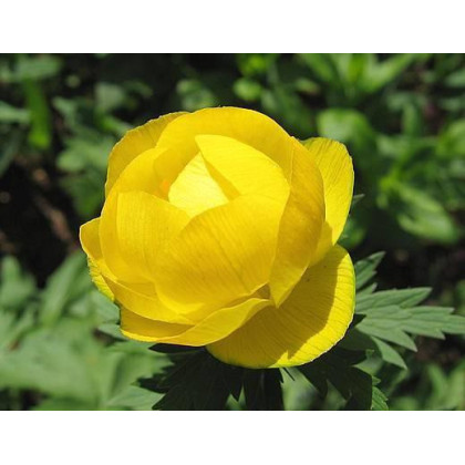 Trollius europaeus