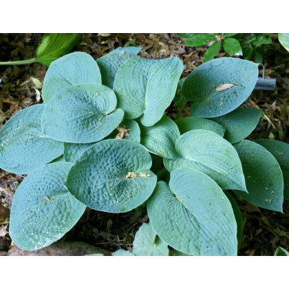 Hosta 'Tokudoma