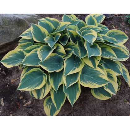 Hosta  'First frost '