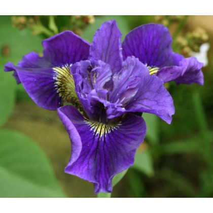 Iris sibirica "Ruffled Velvet"