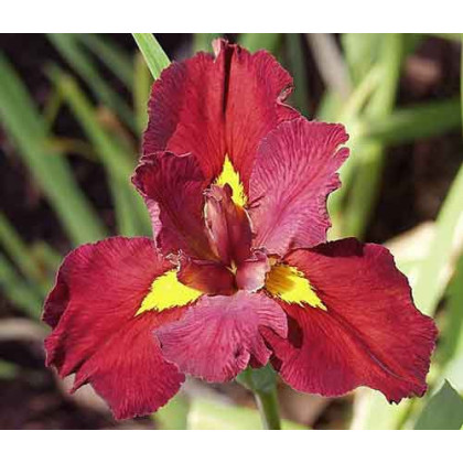 Iris louisiana "Ann Chowning"