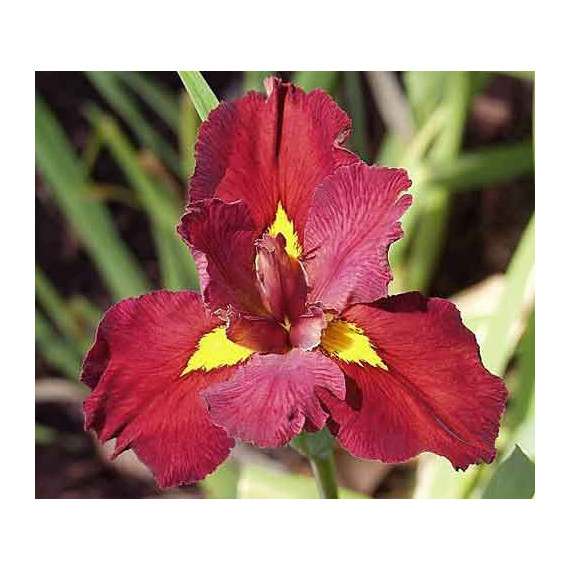 Iris louisiana "Ann Chowning"