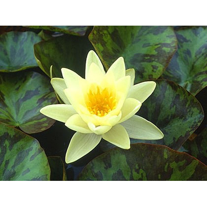 Water Lily 'Chromatella Nymphaea 'Marliacea Chromatella'