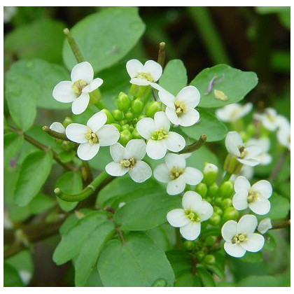 Watercress , Nasturtium officinale