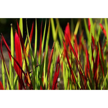 Japanese blood grass, Imperata cylindrica 'Red Baron' 