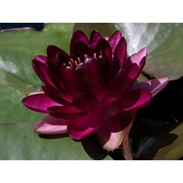 Nymphaea Almost Black