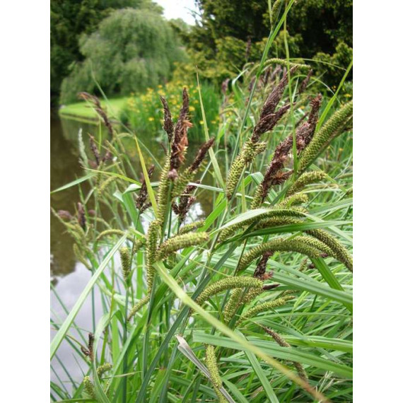 Carex riparia - Turzyca brzegowa
