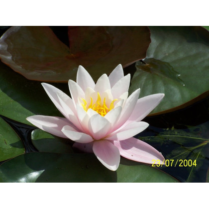 Water Lily 'Carnea Nymphae Marliacea Carnea'