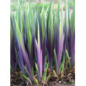 Iris Versicolor Dark Aura