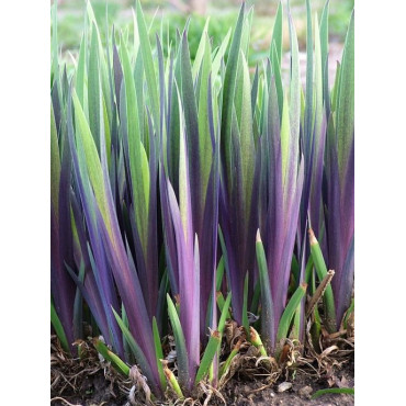 Iris Versicolor Dark Aura