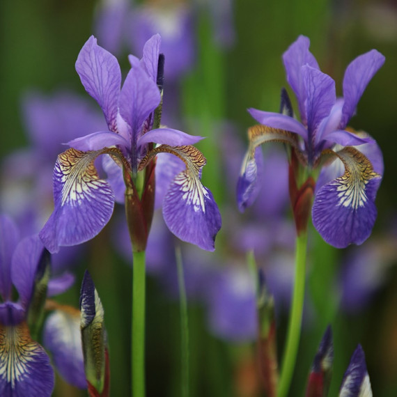 Kosaciec syberyjski Iris sibirica