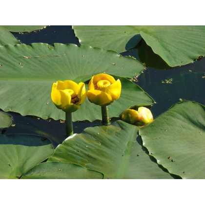 Yellow Water-lily Nuphar lutea