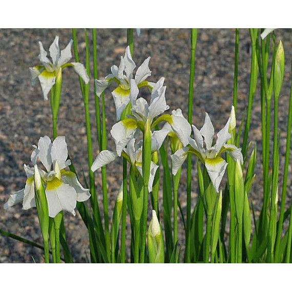 Iris sibirica Snow Queen