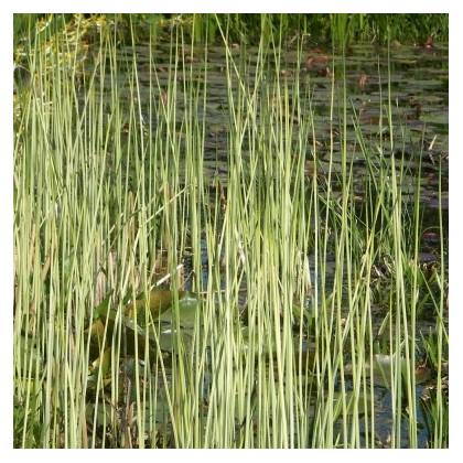 Bulrush Scirpus lacustris