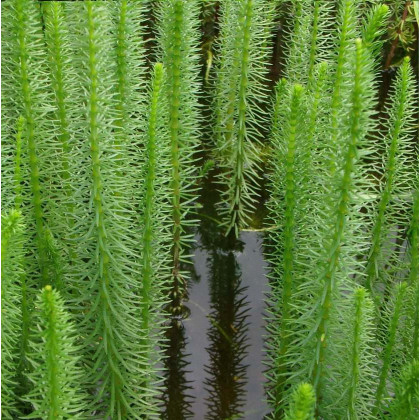 mares tail