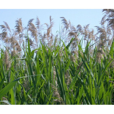 Phragmites australis the common reed