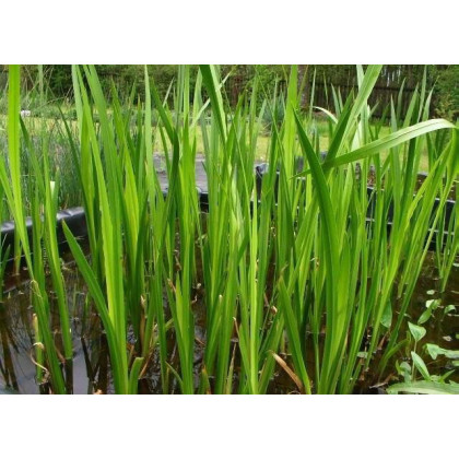 Acorus calamus Sweet flag