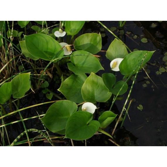 Calla palustris, Water  arum, Sumpfkalla